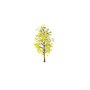 Allgemeine Gegenstände - außen / Bäume / javor2 - (11310x12924x22659)