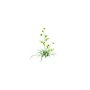 General objects - interior / Flower / Albuca cooperi - (483x494x597)