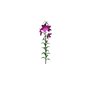 General objects - interior / Flower / Nomocharis aperta - (136x127x500)