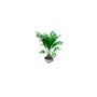 General objects - interior / Flower / Palm3 - (1520x1470x1620)